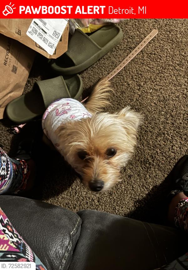 Lost Female Dog last seen Pembroke and McIntyre, Detroit, MI 48219