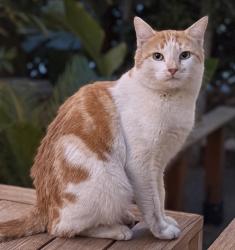 Lost Male Cat last seen Beachwood Canyon, Los Angeles, CA 90068