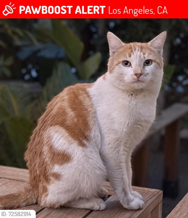 Lost Male Cat last seen Beachwood Canyon, Los Angeles, CA 90068