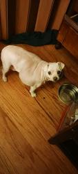 Lost Female Dog last seen Goes pkwy, Sacramento, CA 95823