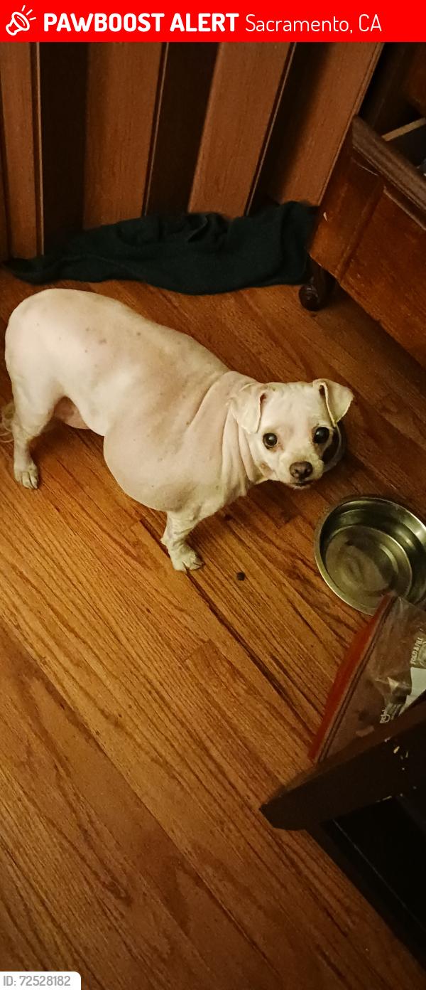 Lost Female Dog last seen Goes pkwy, Sacramento, CA 95823
