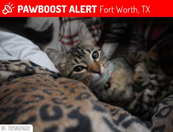 Lost Female Cat last seen John Peter Smith hosp , Fort Worth, TX 76110