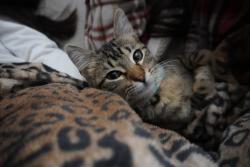 Lost Female Cat last seen John Peter Smith hosp , Fort Worth, TX 76110