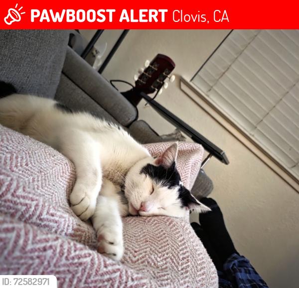 Lost Male Cat last seen Willow / Nees, Clovis, CA 93619