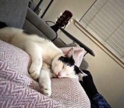 Lost Male Cat last seen Willow / Nees, Clovis, CA 93619