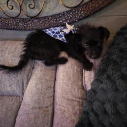Lost Female Dog last seen 43brd ace olive, Phoenix, AZ 85051