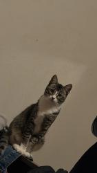 Lost Male Cat last seen Fontes Ln, larkin st, Jennifer Ct, Salinas, CA 93907