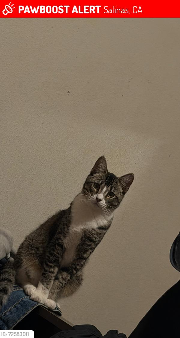 Lost Male Cat last seen Fontes Ln, larkin st, Jennifer Ct, Salinas, CA 93907