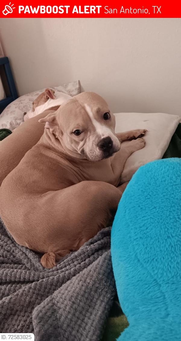Lost Female Dog last seen Near street and fortuna, San Antonio, TX 78237
