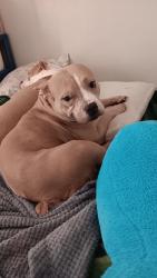Lost Female Dog last seen Near street and fortuna, San Antonio, TX 78237