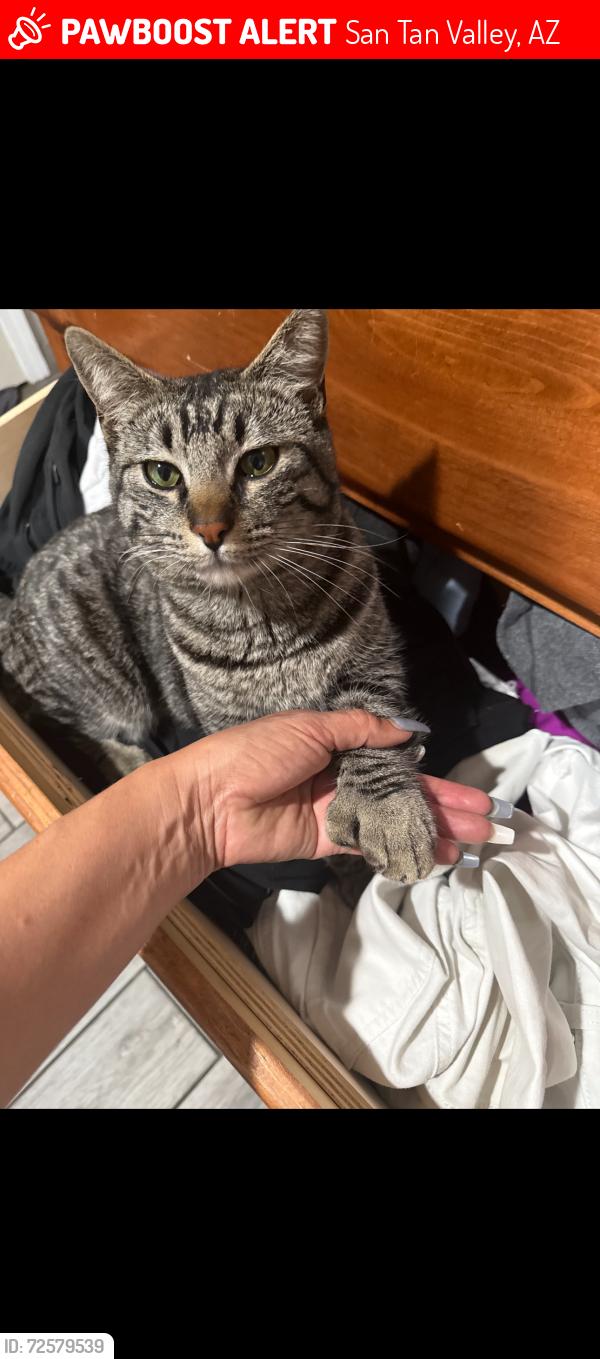 Lost Male Cat last seen Gantzel and Bella Vista , San Tan Valley, AZ 85143