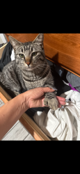 Lost Male Cat last seen Gantzel and Bella Vista , San Tan Valley, AZ 85143