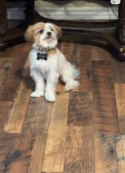 Lost Male Dog last seen Richard J. Allie Middle School, Crowley, TX 76036