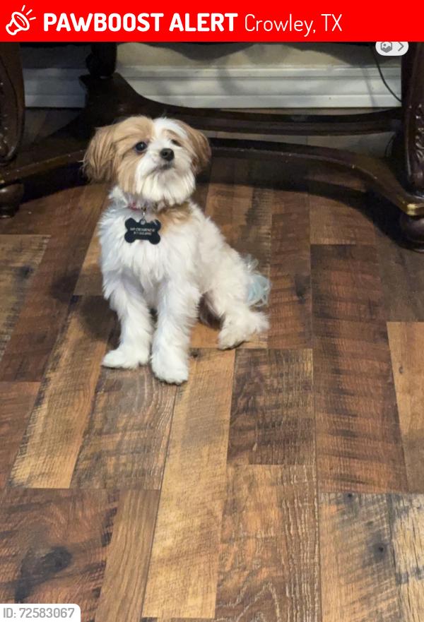 Lost Male Dog last seen Richard J. Allie Middle School, Crowley, TX 76036