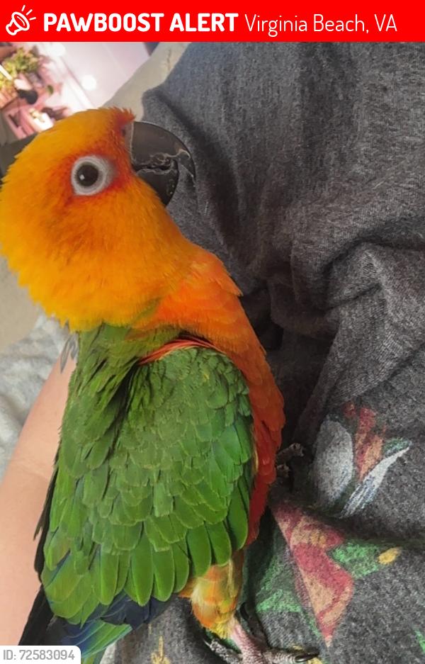 Lost Female Bird last seen Perth Lane, Virginia Beach, VA 23455