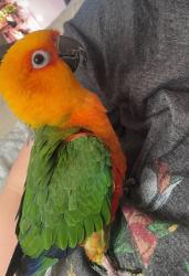 Lost Female Bird last seen Perth Lane, Virginia Beach, VA 23455