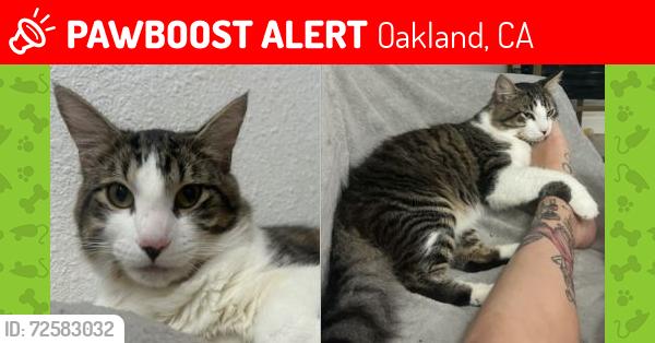 Lost Male Cat last seen Near Linden St, Oakland, CA 94608, Oakland, CA 94608