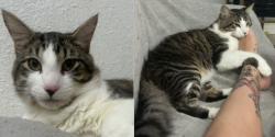 Lost Male Cat last seen Near Linden St, Oakland, CA 94608, Oakland, CA 94608