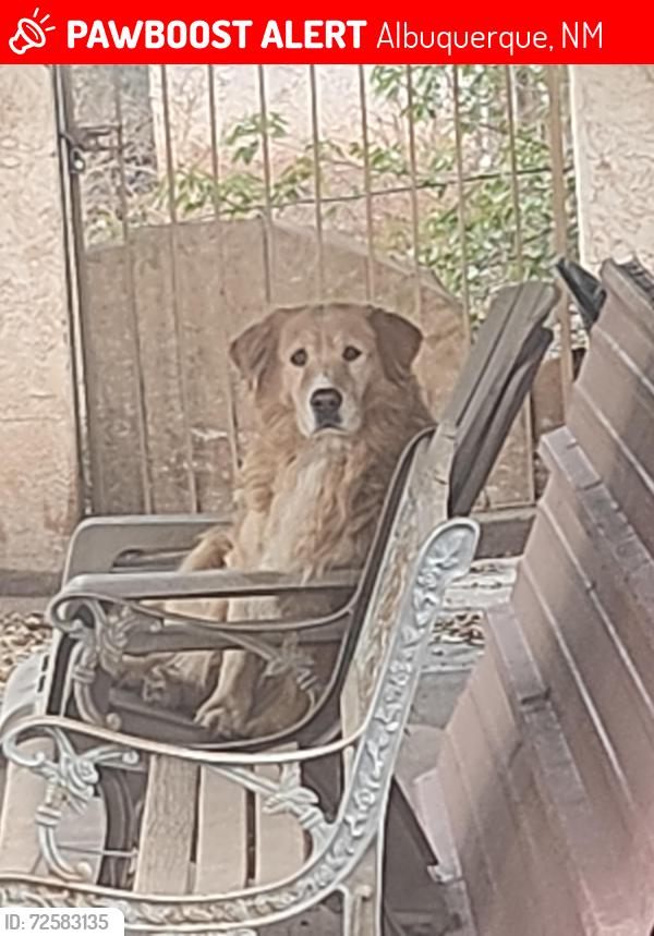 Lost Male Dog last seen Rio Grande High School , Albuquerque, NM 87105