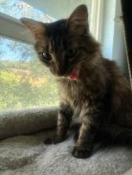 Reunited Female Cat last seen Byrd Dr , Mesquite, TX 75150
