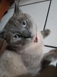 Lost Male Cat last seen Palmetto and marygold, Fontana, CA 92335