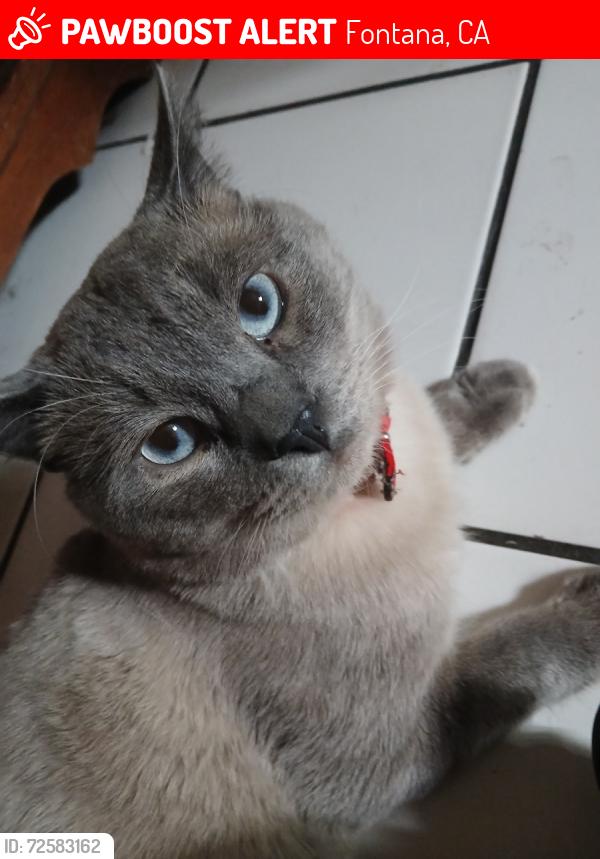 Lost Male Cat last seen Palmetto and marygold, Fontana, CA 92335