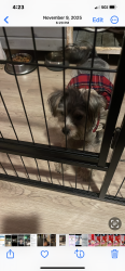 Lost Female Dog last seen Watsworth st and 52 pl, Los Angeles, CA 90011