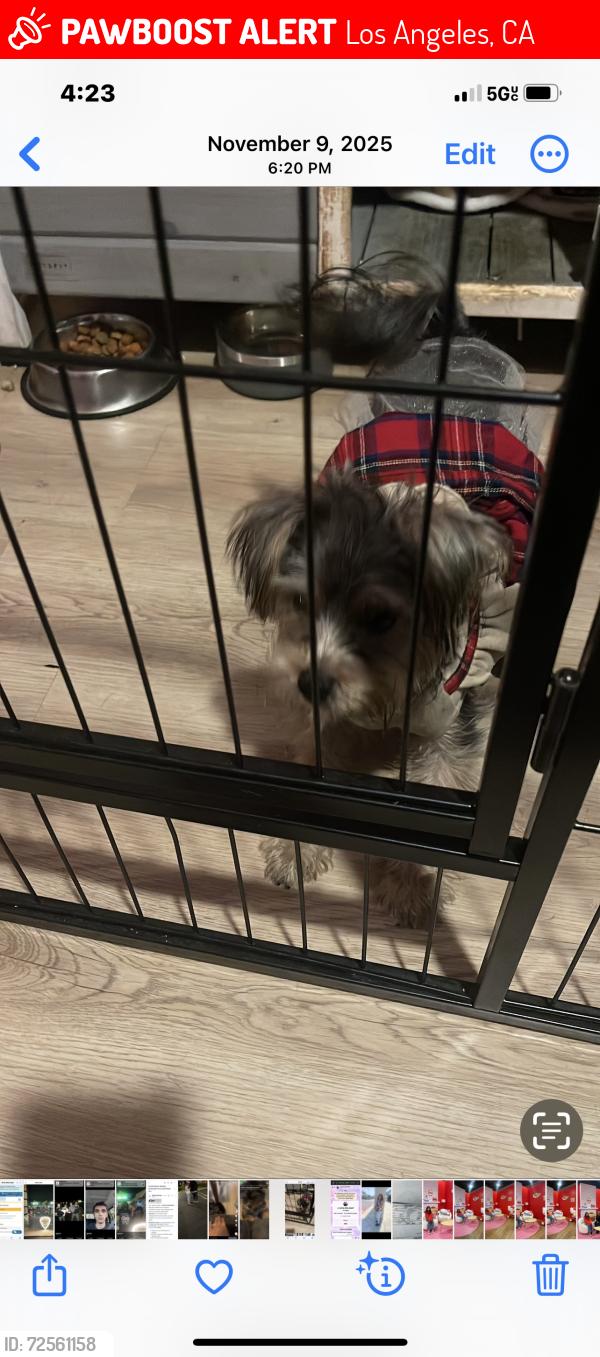 Lost Female Dog last seen Watsworth st and 52 pl, Los Angeles, CA 90011