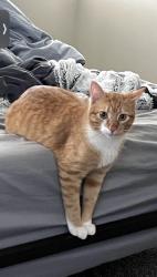 Lost Male Cat last seen Lives in cypress place-hunters ridge , Ormond Beach, FL 32174