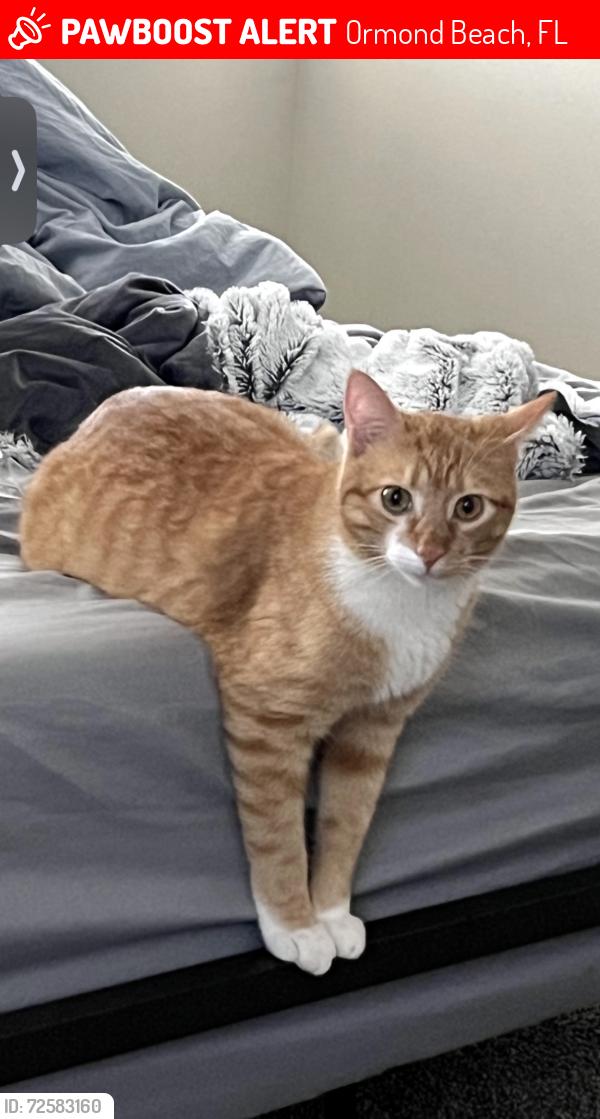 Lost Male Cat last seen Lives in cypress place-hunters ridge , Ormond Beach, FL 32174