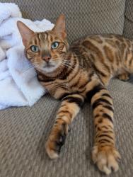 Lost Female Cat last seen E Queen Ave to N Magnolia St, Spokane, WA 99207
