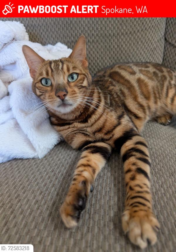 Lost Female Cat last seen E Queen Ave to N Magnolia St, Spokane, WA 99207