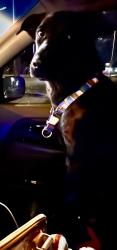 Lost Male Dog last seen Near and Rosedale, Fort Worth, TX 76105