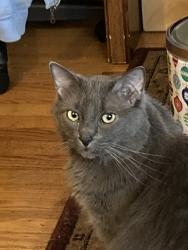 Lost Male Cat last seen Audi Dealership and LaZBoy near Town center , Virginia Beach, VA 23462