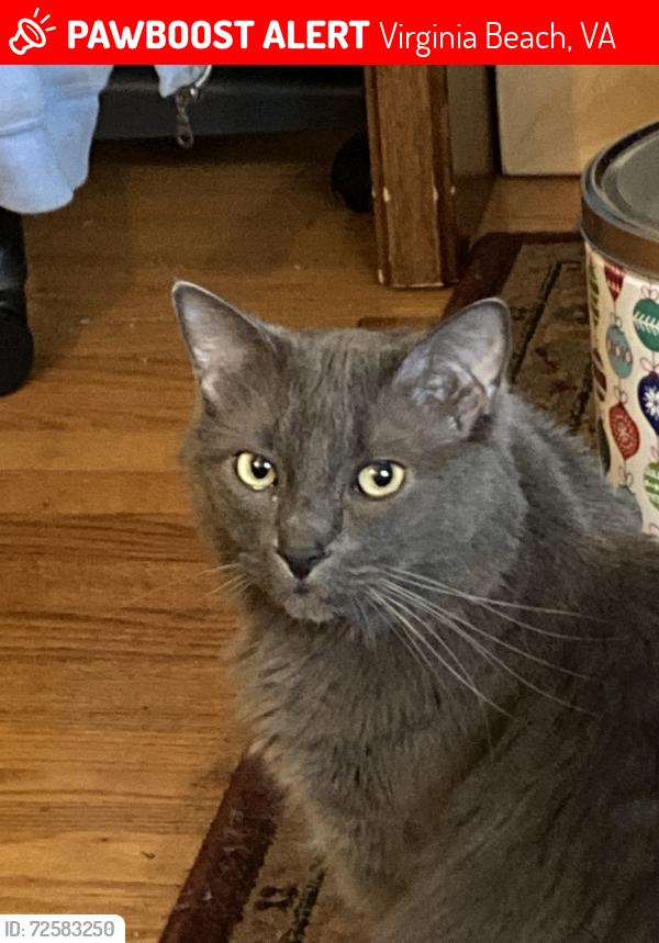 Lost Male Cat last seen Audi Dealership and LaZBoy near Town center , Virginia Beach, VA 23462