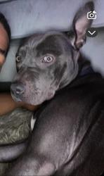 Lost Female Dog last seen Near loomis circle , Madison, WI 53704