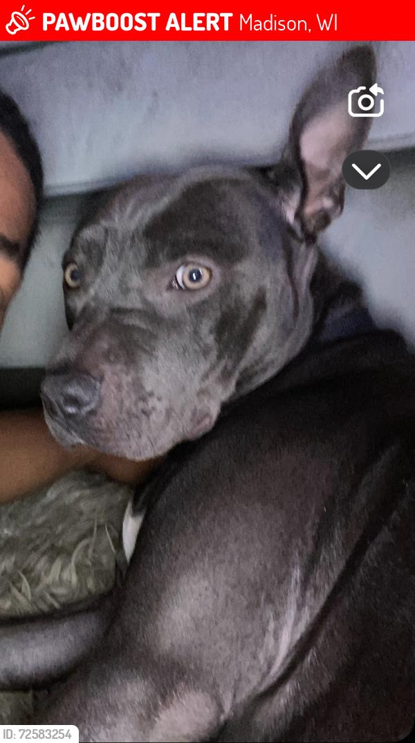Lost Female Dog last seen Near loomis circle , Madison, WI 53704