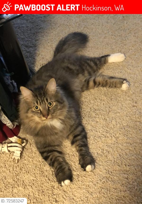Lost Male Cat last seen NE 172nd Street & NE Baker Creek Road, Hockinson, WA, Hockinson, WA 98606