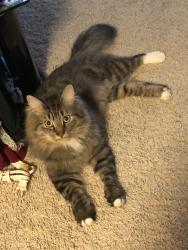 Lost Male Cat last seen NE 172nd Street & NE Baker Creek Road, Hockinson, WA, Hockinson, WA 98606