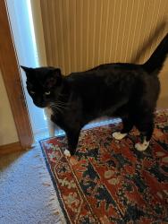 Lost Male Cat last seen Garvey Road, Colville, WA 99114