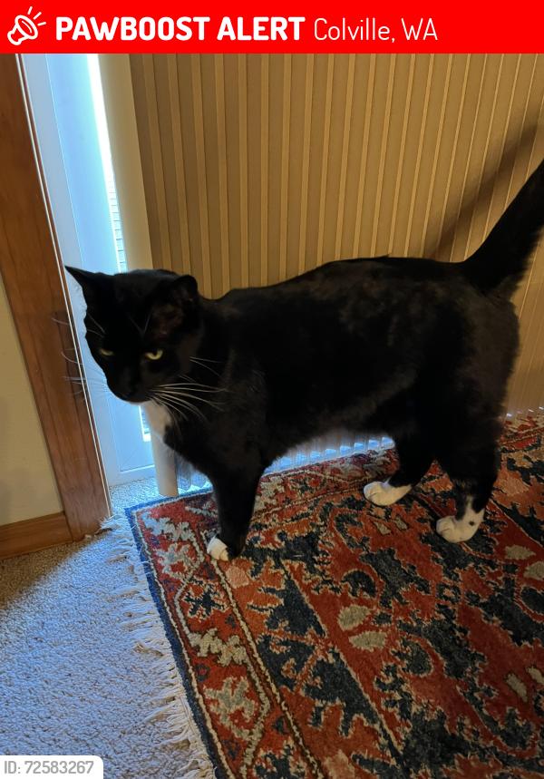Lost Male Cat last seen Garvey Road, Colville, WA 99114