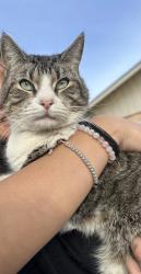Lost Male Cat last seen Hazard and Revere, Westminster, CA 92683