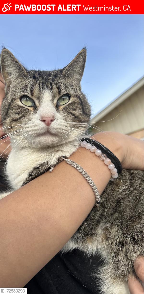 Lost Male Cat last seen Hazard and Revere, Westminster, CA 92683