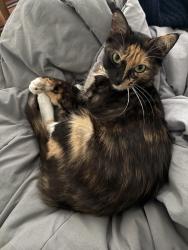 Lost Female Cat last seen In the wooded area between the pavilion and the playground, Arlington, TX 76006