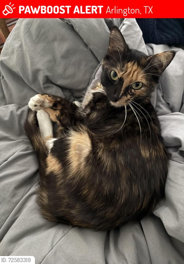 Lost Female Cat last seen In the wooded area between the pavilion and the playground, Arlington, TX 76006