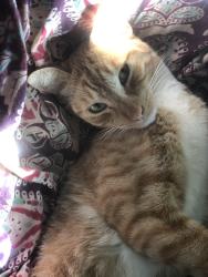 Lost Male Cat last seen Kaiwahine villages, Kihei, HI 96753