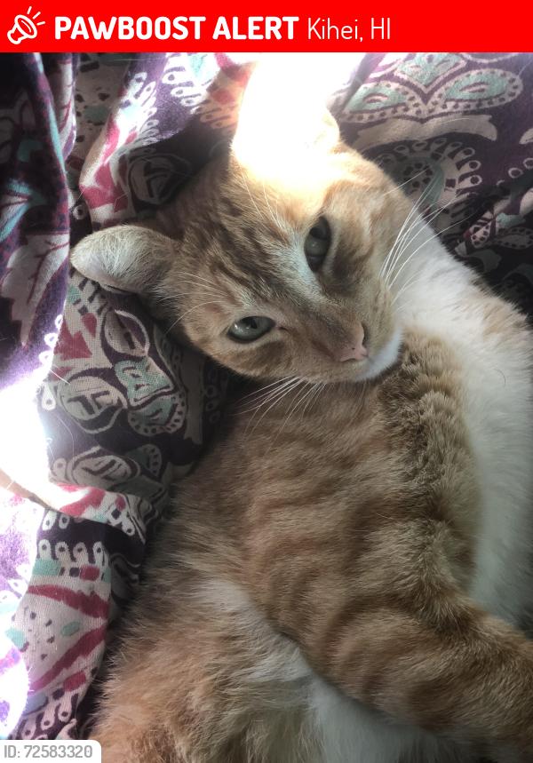 Lost Male Cat last seen Kaiwahine villages, Kihei, HI 96753