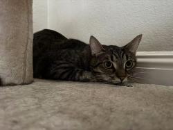 Lost Male Cat last seen Near east maude ave, Sunnyvale, CA 94085
