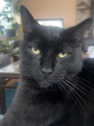 Lost Male Cat last seen Harrison , Eureka, CA 95501