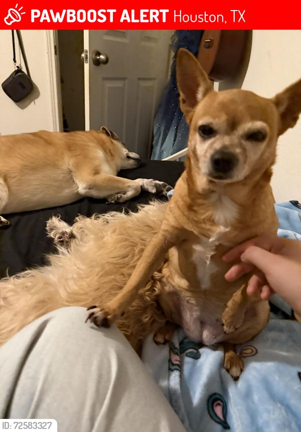 Lost Female Dog last seen Woodcreek Glen Ln & Woodcreek Ln, Houston, TX 77073